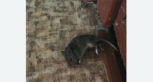 Дезинфекция от мышей в Сызрани
